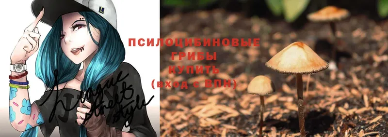 Галлюциногенные грибы Psilocybe  хочу наркоту  Борзя 